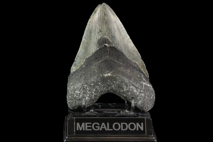 Serrated, Fossil Megalodon Tooth - North Carolina #109729